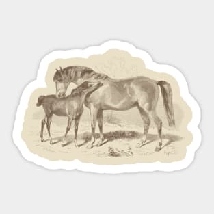 A Foal with Mare - Horses Vintage Illustration Sticker